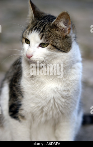 Una gatta calico pulizia di se stesso nel mezzo di una strada di ciottoli. Foto Stock