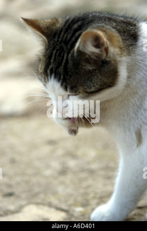 Una gatta calico pulizia di se stesso nel mezzo di una strada di ciottoli. Foto Stock