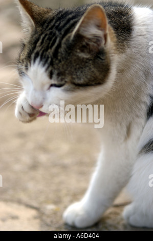 Una gatta calico pulizia di se stesso nel mezzo di una strada di ciottoli. Foto Stock