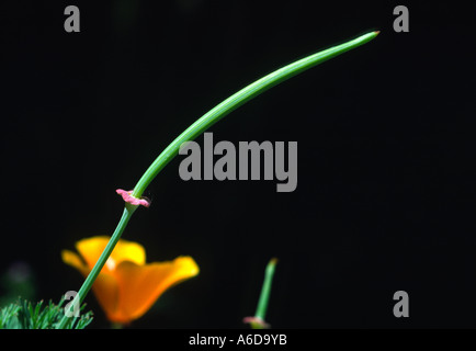 California poppy Eschscholtzia californica pod di sementi Foto Stock