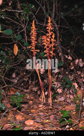 24791 Striped radice di corallo orchid Corallorhiza striata Foto Stock