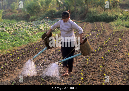 Colture per la vendita e il consumo interno Thai Nguyen Provincia del Vietnam Foto Stock