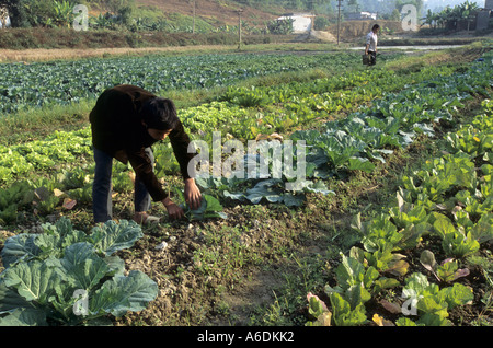 Colture per la vendita e il consumo interno Thai Nguyen Provincia del Vietnam Foto Stock