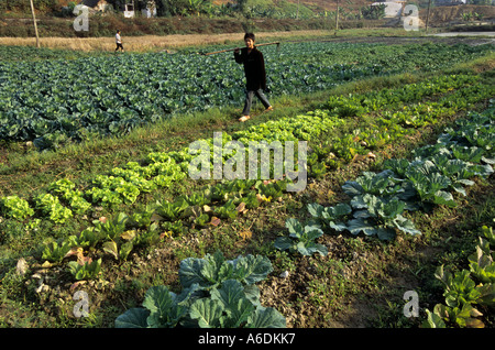 Colture per la vendita e il consumo interno Thai Nguyen Provincia del Vietnam Foto Stock