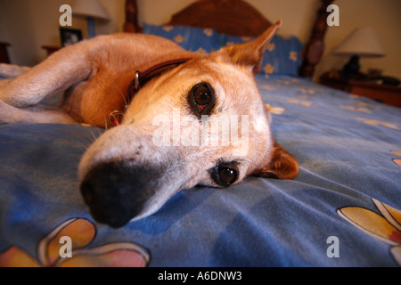 RED DOG BESTIAME CORGI croce recante su di un uomo letto BAPDB ORIZZONTALE6032 Foto Stock