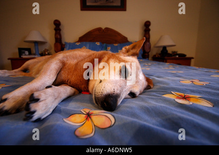 RED DOG BESTIAME CORGI croce recante su di un uomo letto BAPDB ORIZZONTALE6033 Foto Stock