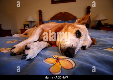 RED DOG BESTIAME CORGI croce recante su di un uomo letto BAPDB ORIZZONTALE6034 Foto Stock