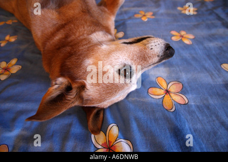 RED DOG BESTIAME CORGI croce recante su di un uomo letto BAPDB ORIZZONTALE6036 Foto Stock