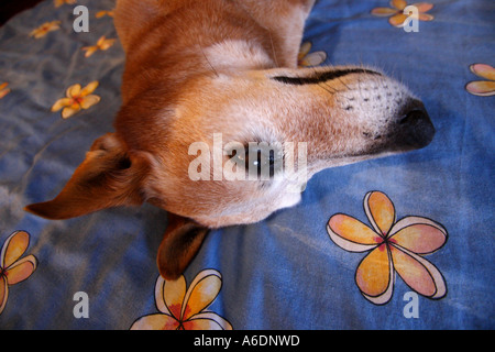 RED DOG BESTIAME CORGI croce recante su di un uomo letto BAPDB ORIZZONTALE6037 Foto Stock