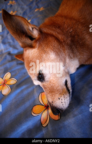 RED DOG BESTIAME CORGI croce recante su di un uomo letto BAPDB VERTICALE6043 Foto Stock