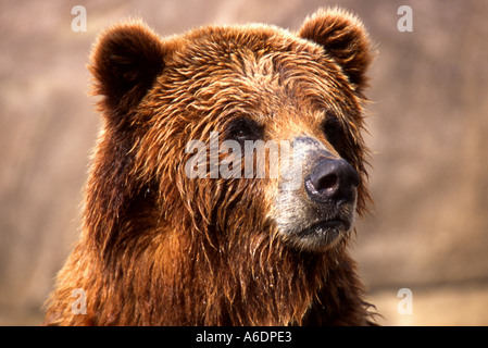 Alaskan l'orso bruno (Ursus arctos middendorffi) Foto Stock