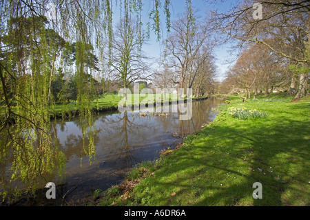 Gli alberi di salice in Bute Park, Cardiff, Galles del Sud, Regno Unito Foto Stock