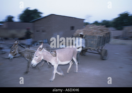 Mulo carro in un coltivatore di cotone s village Salia nella regione Beleco Mali Foto Stock