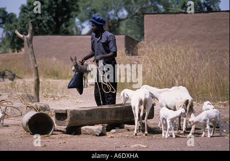 Coltivatore di cotone s village Salia nella regione Beleco Mali Foto Stock