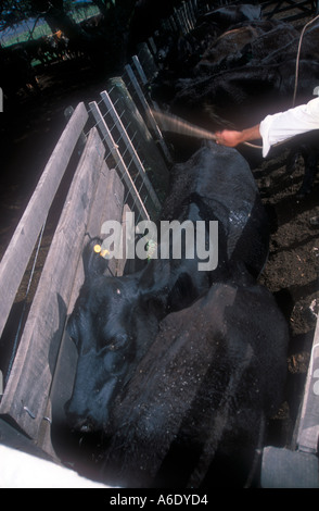 Ranch di bestiame lavoratori a Cordoba Argentina Foto Stock