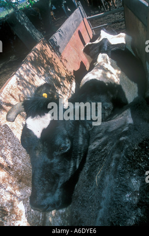Ranch di bestiame lavoratori a Cordoba Argentina Foto Stock