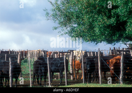Ranch di bestiame lavoratori a Cordoba Argentina Foto Stock