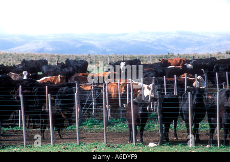 Ranch di bestiame lavoratori a Cordoba Argentina Foto Stock