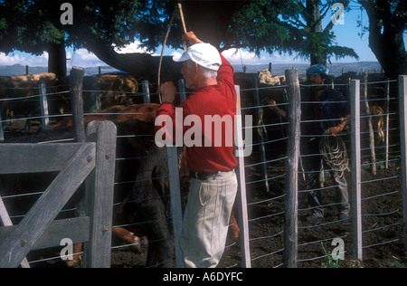 Ranch di bestiame lavoratori a Cordoba Argentina Foto Stock