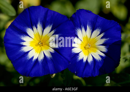 Spagnolo blu centinodia convolvulus tricolore dettaglio chiudere fino Foto Stock