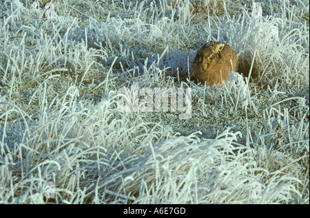 Brown lepre Lepus europaeus in forma su Frosty mattina Foto Stock