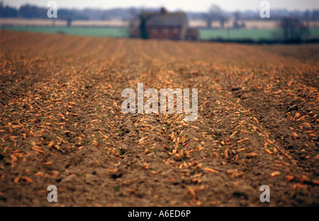 La carota prodotto raccolto ma lasciati a marcire nel campo, Capel St Andrew, Suffolk, Regno Unito. Foto Stock