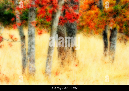Garry alberi di quercia in prato in autunno Victoria British Columbia Canada nota effetti digitali applicati all'immagine Foto Stock