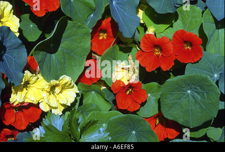 Nasturtium Tropaeolum majus Foto Stock