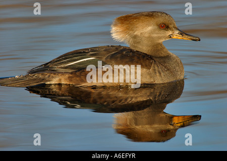 Hooded merganser femmina con la riflessione su stagno Victoria British Columbia Canada Foto Stock