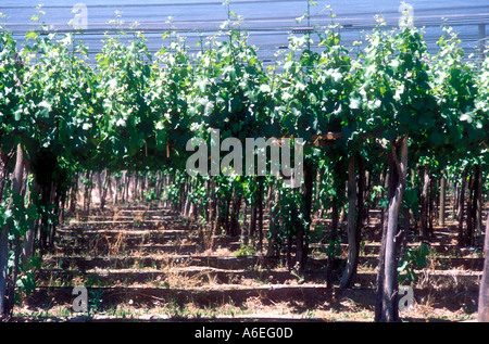 Vigneto a Mendoza in Argentina occidentale Foto Stock