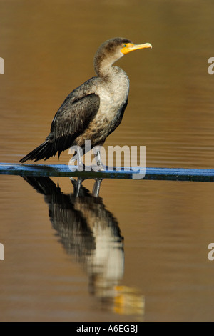 Doppia di cormorani crestato permanente sulla plancia con la riflessione in Lake Victoria British Columbia Canada Foto Stock