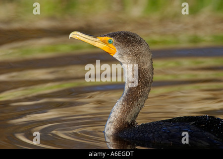 Doppia di cormorani crestato sul lago Victoria British Columbia Canada Foto Stock