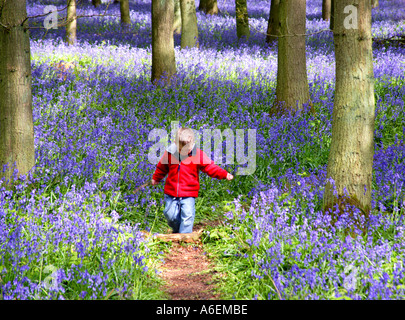 Piccolo Ragazzo in legno di faggio con tappeto di bluebells Ringshall Herts Inghilterra Foto Stock