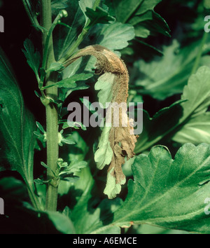 La muffa grigia Botrytis cinerea su foglie di crisantemo Foto Stock