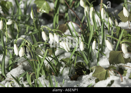 Snowdrops galanthus nivalis in sunshine with snow Norfolk UK March Foto Stock