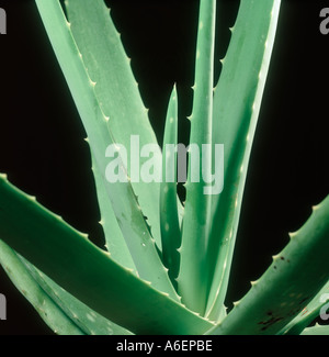 Aloe foglie di pianta Foto Stock