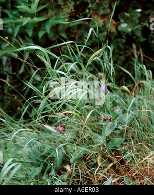 Gramigna Agropyron repens una tenace e perenne erba infestante in un giardino di confine di fiori Foto Stock