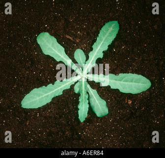 Perenne sow thistle Sonchus arvense pianta giovane rosette Foto Stock