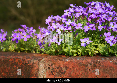 Aubrieta. Il crescione Rock. Fiori viola che cresce su un vecchio muro di mattoni. Regno Unito. Foto Stock