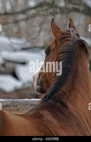 Cavallo rosso Foto Stock