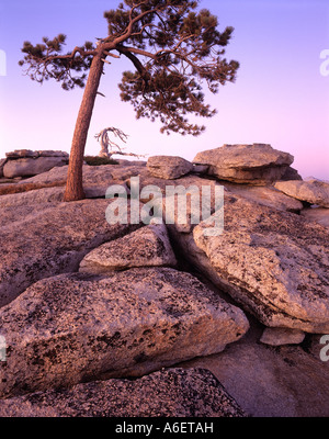 Stati Uniti d'America, in California, del Parco Nazionale Yosemite, Sentinel Dome esfoliante con lastre di granito e vivi e morti Jeffrey alberi di pino, crepuscolo Foto Stock