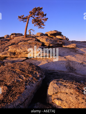 Stati Uniti d'America, in California, del Parco Nazionale Yosemite, Sentinel Dome esfoliante con lastre di granito e vivi e morti Jeffrey alberi di pino, fine Foto Stock