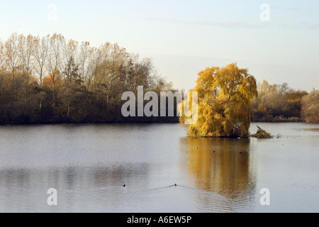 Willow Tree nel lago al tramonto, Lackford laghi, Suffolk, Regno Unito Foto Stock