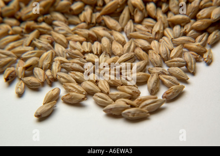 Pila di essiccato i chicchi d'orzo utilizzati nella fabbricazione della birra e cereali Foto Stock