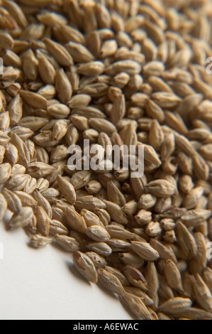 Pila di essiccato i chicchi d'orzo utilizzati nella fabbricazione della birra e cereali Foto Stock