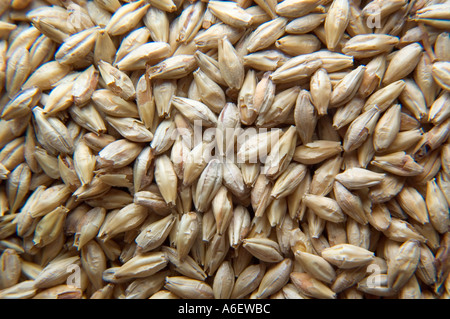 Pila di essiccato i chicchi d'orzo utilizzati nella fabbricazione della birra e cereali Foto Stock