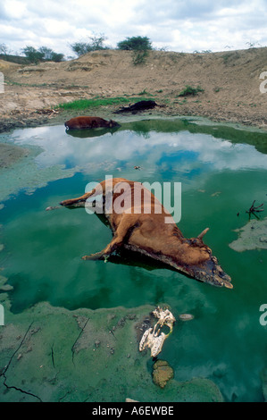 Bestiame morto avvelenando un buco d'acqua, che si asciuga in un periodo di siccità. Eswatini (Swaziland) Foto Stock