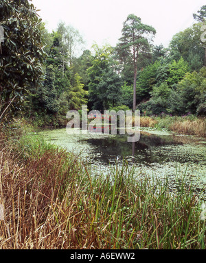 Il lago e il ponte giapponese a Portmeirion numero 2313 Foto Stock