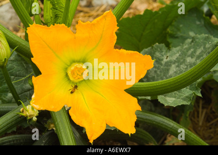 Bee impollinare un fiore di zucchine Foto Stock