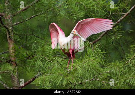 Roseate Spoonbill raccolta di materiale di Nesting Foto Stock